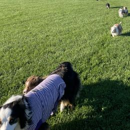 Australian Shepherd Puppies from Wild Atlantic  Aussies