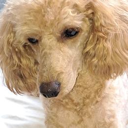 Shiann's Could Not Ask For More - Poodle