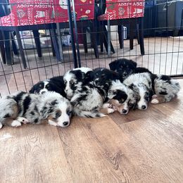 Australian Shepherd Puppies from Tails of an Ausshole