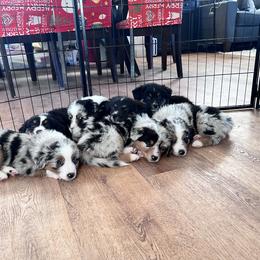 Australian Shepherd Puppies from Tails of an Ausshole