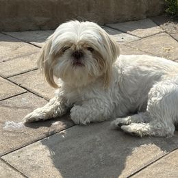 Remi - Shih Tzu