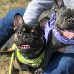 French Bulldogs from French Bulldog Kisses