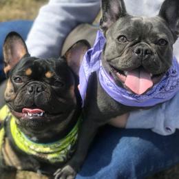 French Bulldogs from French Bulldog Kisses