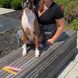 Ivy - Boxer