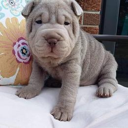 Chinese Shar-Pei Puppies from DCSHARPEI