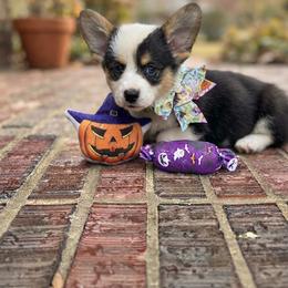 Pancake - White and red female Pembroke Welsh Corgi puppy in Saint George, South Carolina from Carolina cotton candy corgis