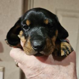 Boy 1 - Black and tan male Dachshund puppy in La Pine, Oregon from Lil Deschutes