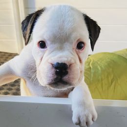 Girl 4 - White Boxer puppy in Bethel Park, Pennsylvania from Goodfella Boxers