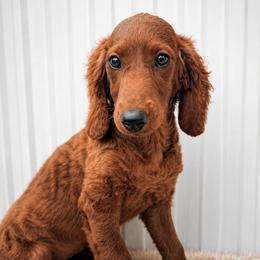 Riley (Forest Green) - Red  female Goldendoodle puppy in Miami, Florida from Katy's Toy Poodles & Doodles