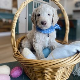 Goldendoodle Puppies from Lakeside Doodles MN