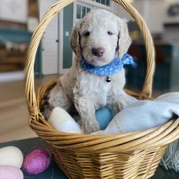 Goldendoodle Puppies from Lakeside Doodles MN
