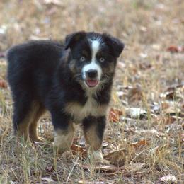 Girl 1 - female Miniature Australian Shepherd puppy in Scroggins, Texas from MAC's Cirkles 8 Aussies
