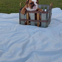 Bulldog Puppies from Flobama English Bulldogs