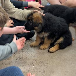 German Shepherd Puppies from League of Shepherds
