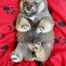 Ahsoka - Red female Shiba Inu puppy in Greer, South Carolina from Crescent Moon Shibas