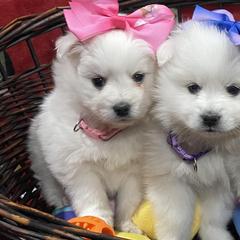 American Eskimo Dogs from Ketura’s Angels Kennels