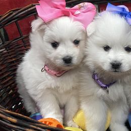 American Eskimo Dogs from Ketura’s Angels Kennels