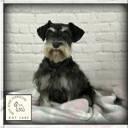 Cookie - Miniature Schnauzer