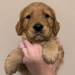 Girl Pick 1 - Golden female Golden Retriever puppy in Campobello, South Carolina from O’Shields Golden Paws