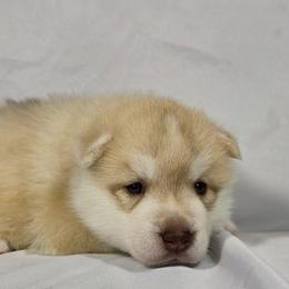 Destiny - Red and white female Siberian Husky puppy in Livermore, California from Limitless Huskies