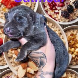 Oatmeal - Blue female German Shepherd puppy in Fort Jennings, Ohio from Von Holtzapple German shepherds