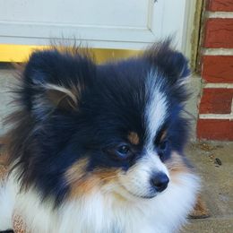 Parker - Pomeranian