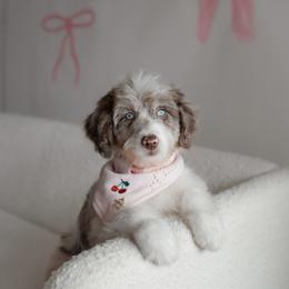 Darla - Brown merle female Aussiedoodle puppy in Inman, South Carolina from Dark Corner Doodles