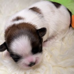 Golden Goose- AKC Champion Bloodline - Gold and white male Shih Tzu puppy in Long Beach, California from Prieto Shih-Tzu's