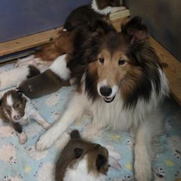 Shetland Sheepdog puppies from Patriot Shelties (not the scam person who stole my kennel name))