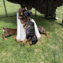 Doberman Pinscher Puppies from Jensen Dobermans
