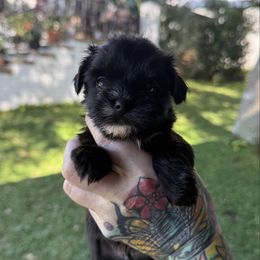 Boy 2 - Chocolate and tan male Yorkshire Terrier puppy in Debary, Florida from Behrens_Beauties