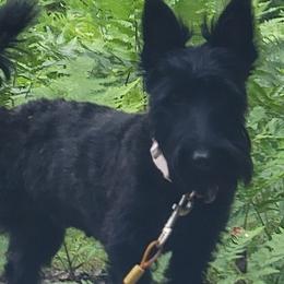 Scottish Terriers from Stefany Farm of Happiness