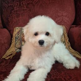 Amber - White female Bichon Frise puppy in Wesley Chapel, Florida from Adorable Bichon