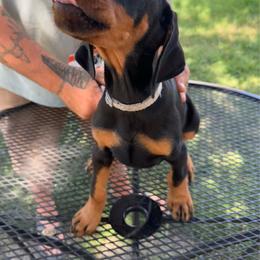 Kona - Black and rust female Doberman Pinscher puppy in Aplington, Iowa from Royal Dynasty Dobermann Kennel