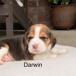 Darwin - Black tan and white male Beagle puppy in Mansfield, Missouri from Rippee Creek Kennel