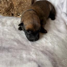 Black - Red sable male Belgian Malinois puppy in Highland City, Florida from VonSal Kennels