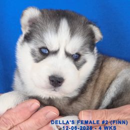DELLA'S FEMALE 2 - Gray and white female Siberian Husky puppy in Manilla, Iowa from Bruck's Siberian Huskies