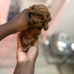 Maple - Red  female Poodle puppy in Texas from Zoway's Poodles