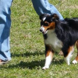 Aussiedoodles, Miniature Australian Shepherds, and Toy Australian Shepherds from Lindsey’s Aussies