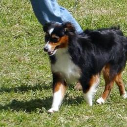 Aussiedoodles, Miniature Australian Shepherds, and Toy Australian Shepherds from Lindsey’s Aussies