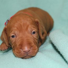 Vizsla Puppies from Pheasant Poppers Vizslas