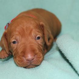 Vizsla Puppies from Pheasant Poppers Vizslas
