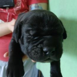 Blue collar - Black male Cane Corso puppy in Los Lunas, New Mexico from Top Gun Kennels NM