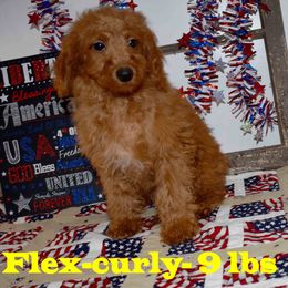 Goldendoodle Puppies from Hilltop Pups By Abby,LLC