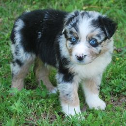 Australian Shepherds from Dabbs Creek Aussies