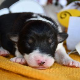 Queen - Black tri-color female Australian Shepherd puppy in Kirksville, Missouri from BellSharps Australian Shepherds