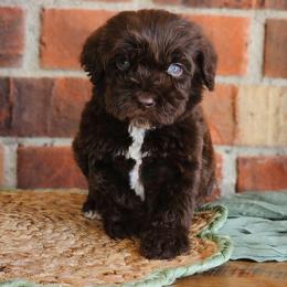 Gunner - Chocolate male Australian Labradoodle puppy in Connersville, Indiana from Dessie's Doodles