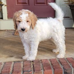 Girl 2 - Parti Goldendoodle puppy in Georgia from Tripple C Doodles