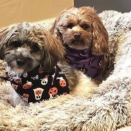 Bernedoodle, Cavapoo, Havanese, and Havapoo Puppies from Lady Paws Puppies - Cassie
