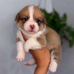 Mochi - Sable female Pembroke Welsh Corgi puppy in Moreno Valley, California from House of Paws & Co.